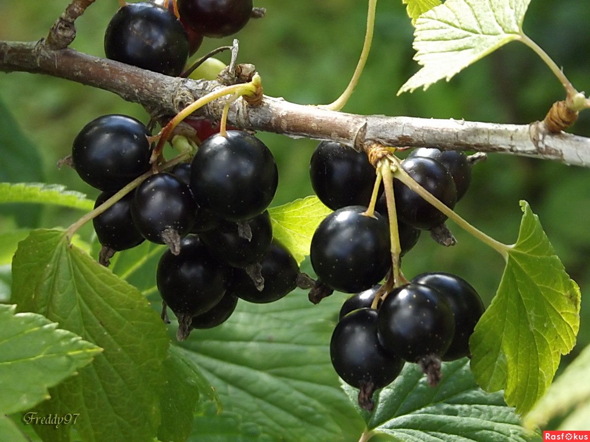 Смородина кустарник