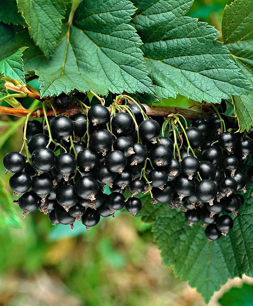 Смородина черная (ribes nigrum l.)