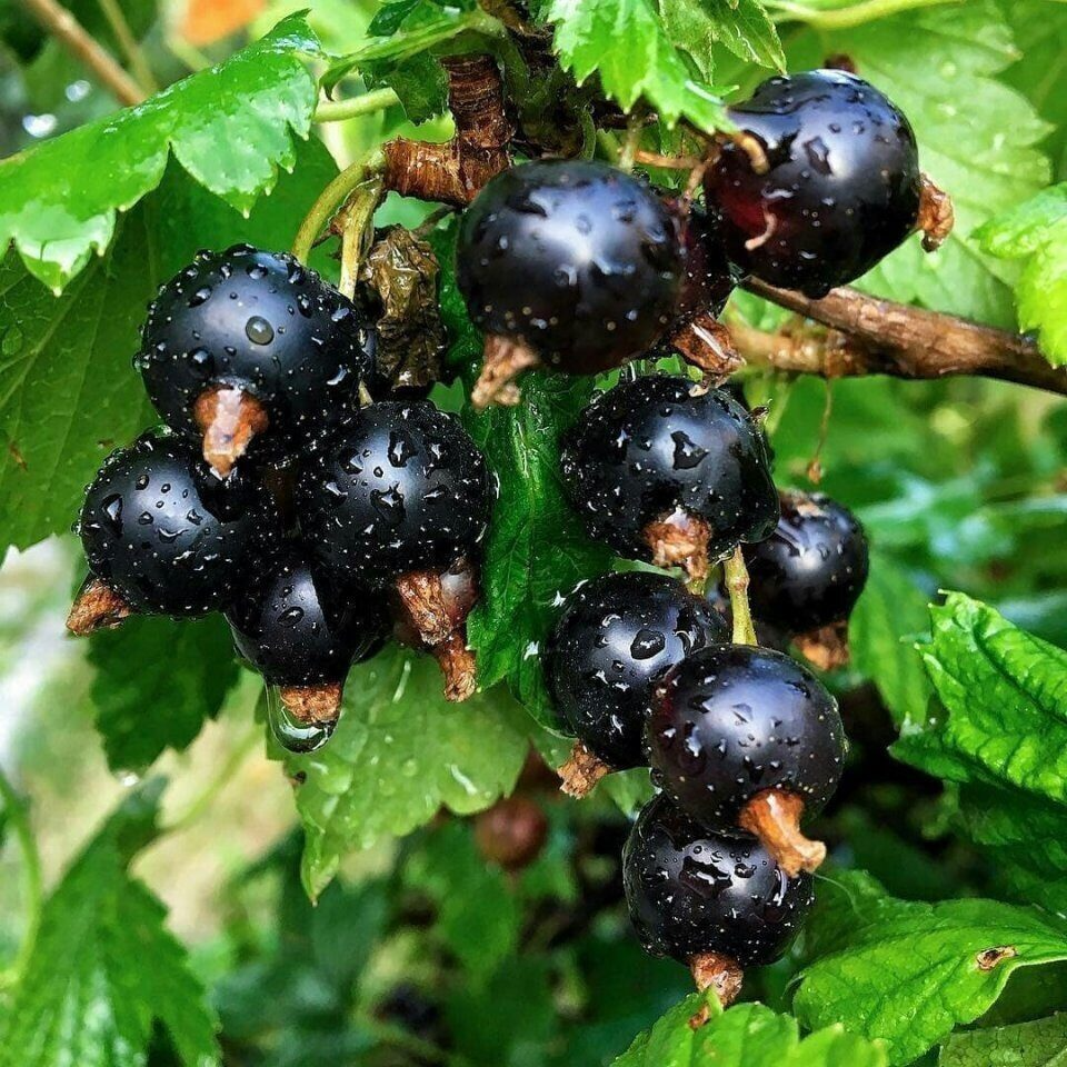 Лесная черная смородина