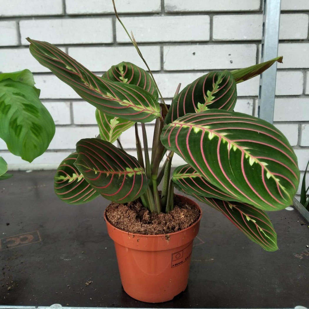 Maranta Fascinator