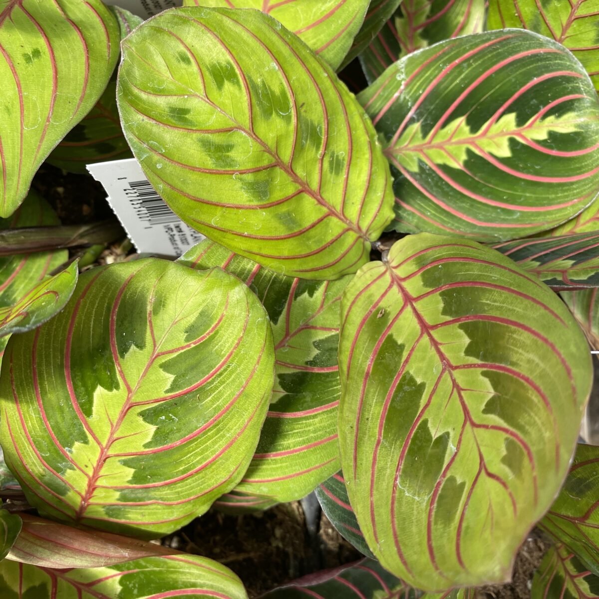 Маранта leuconeura