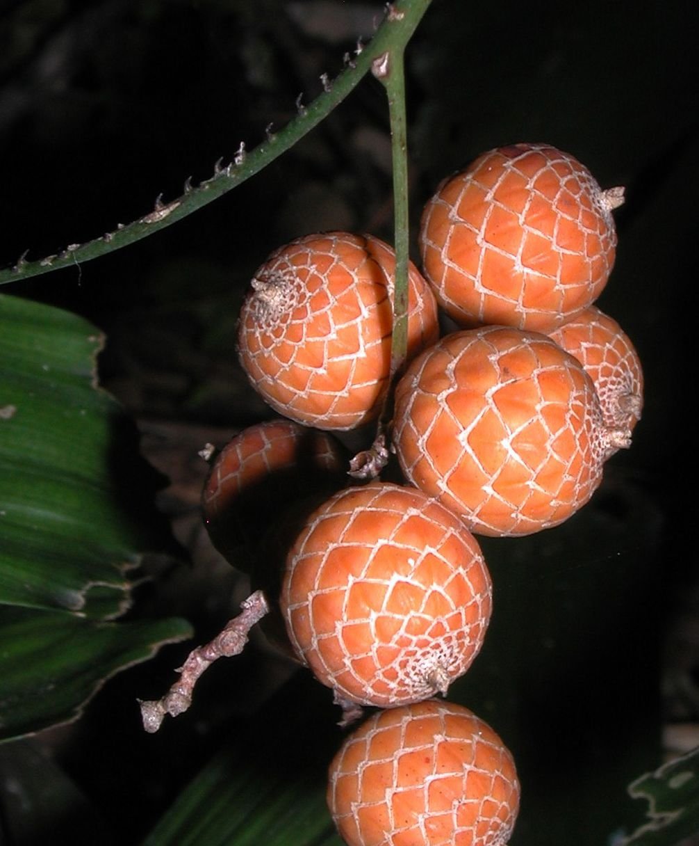 Calamus manillensis