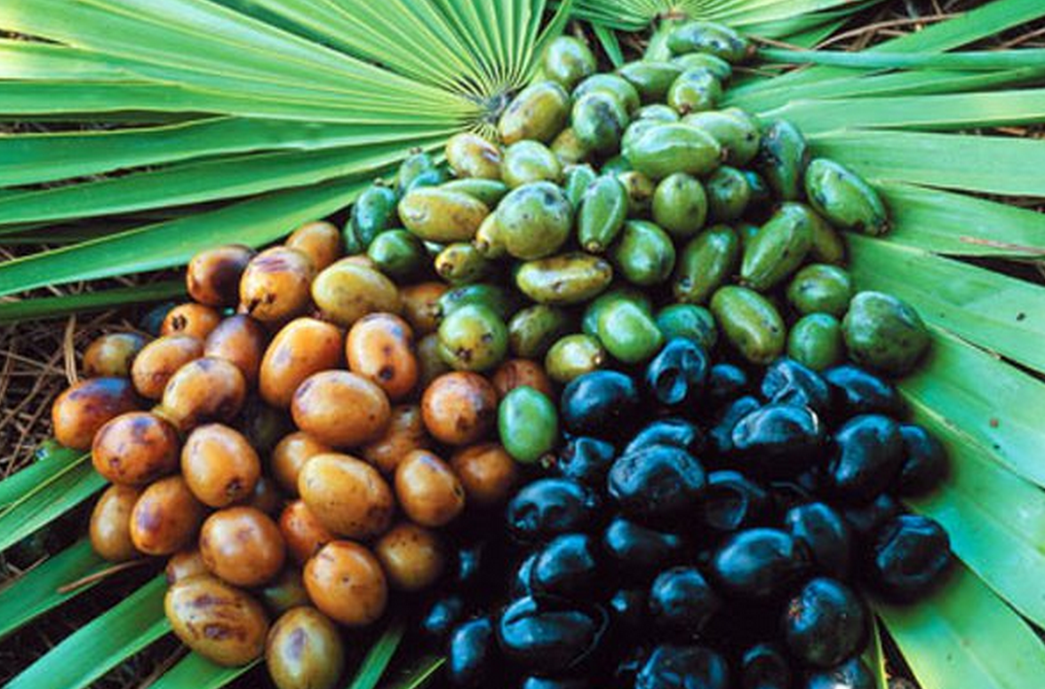 Saw Palmetto (Serenoa repens)