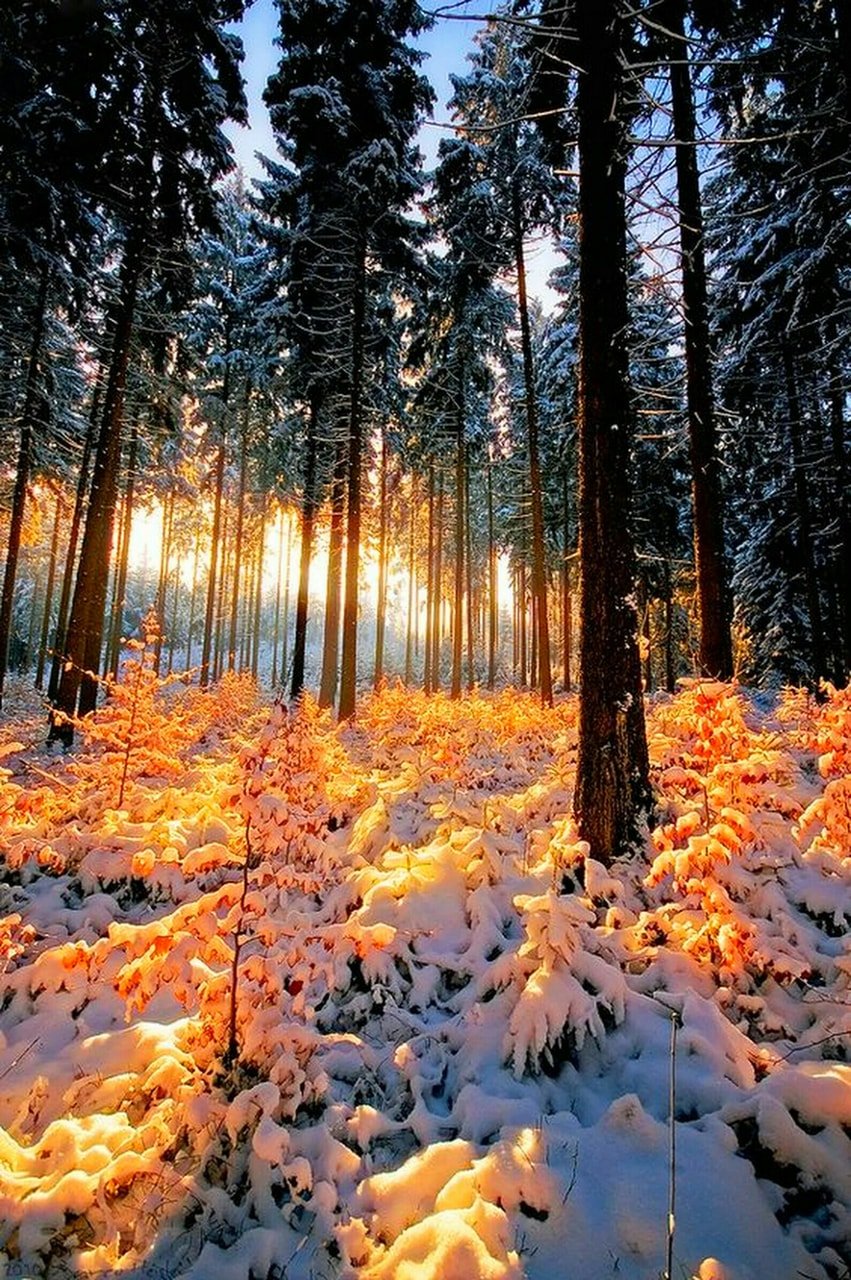 Природа зима лес