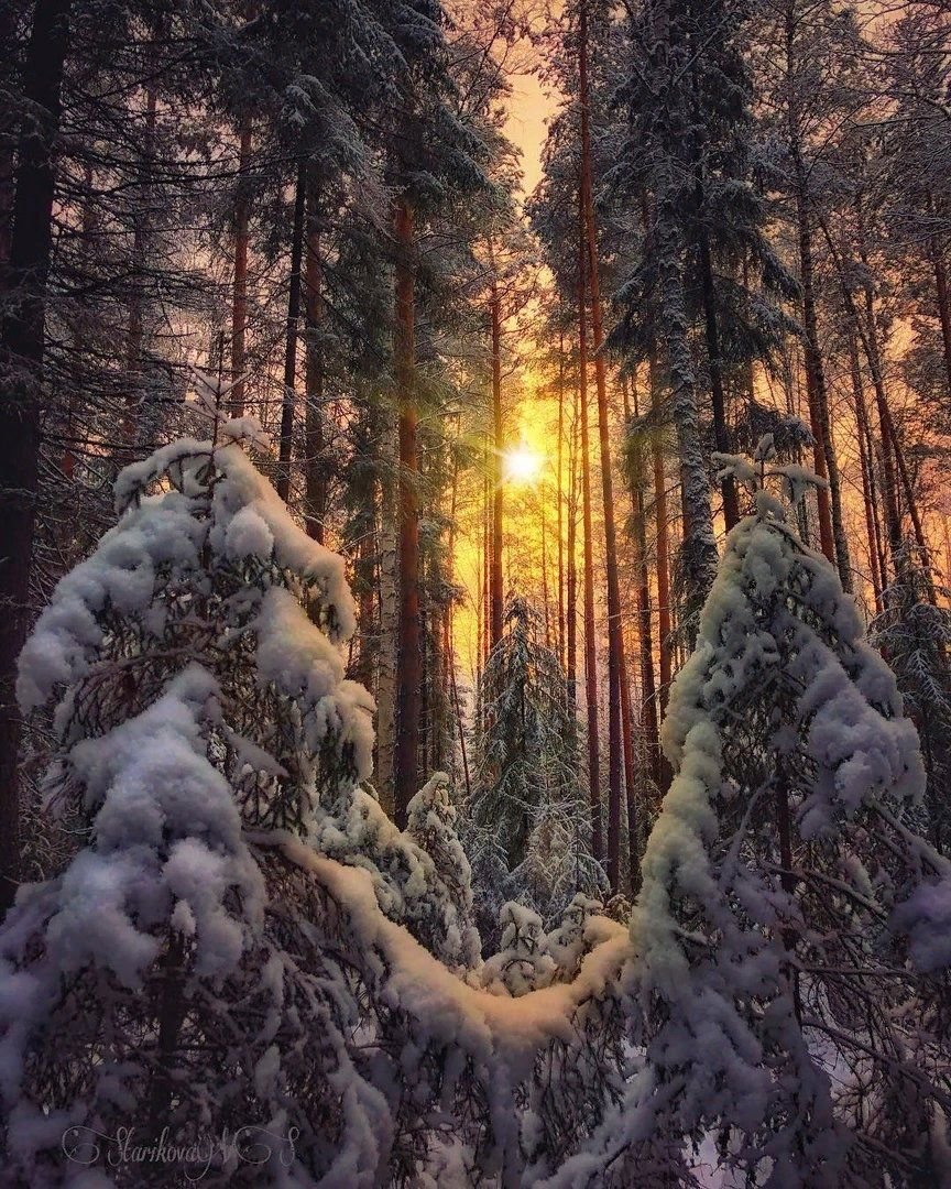 Леса зима