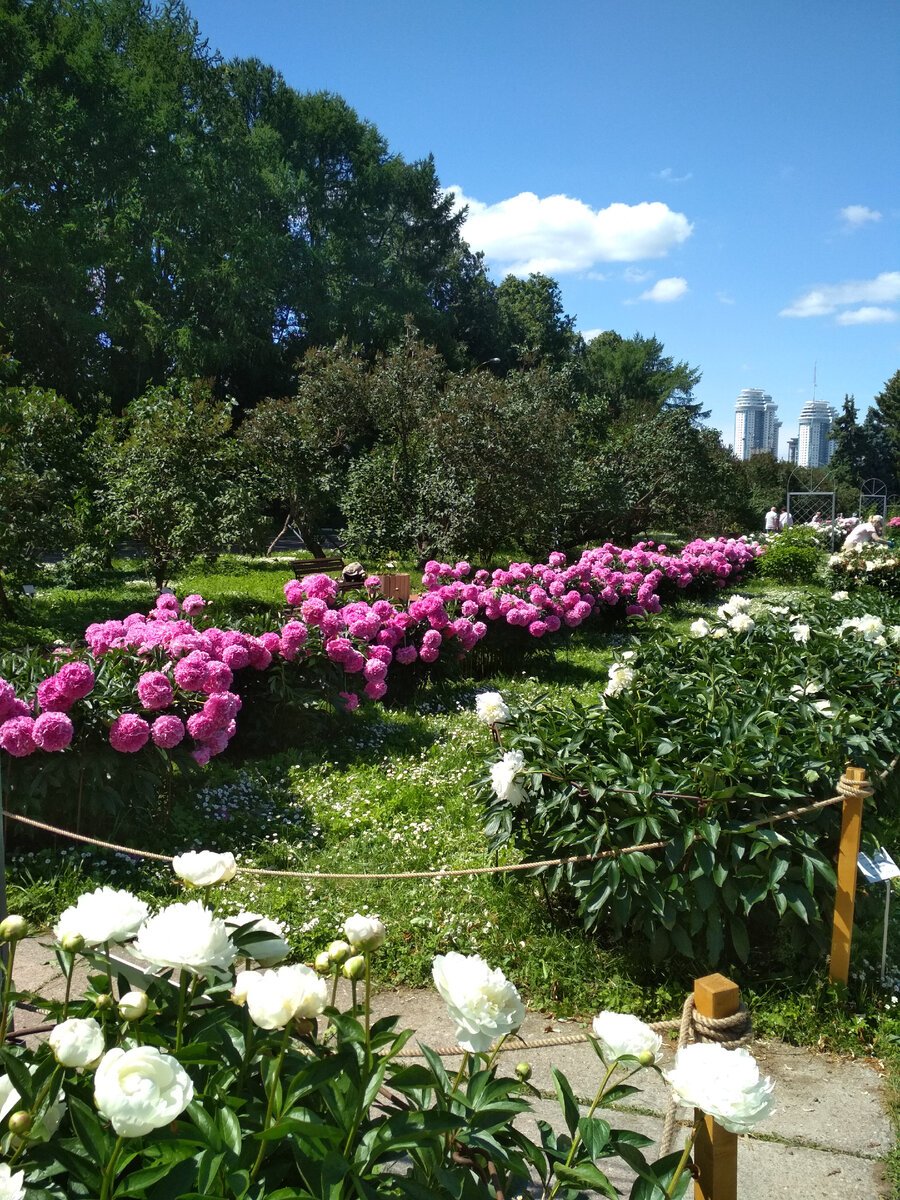 Пионы ботанического сада