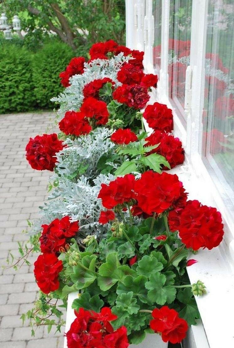 Пеларгония герань