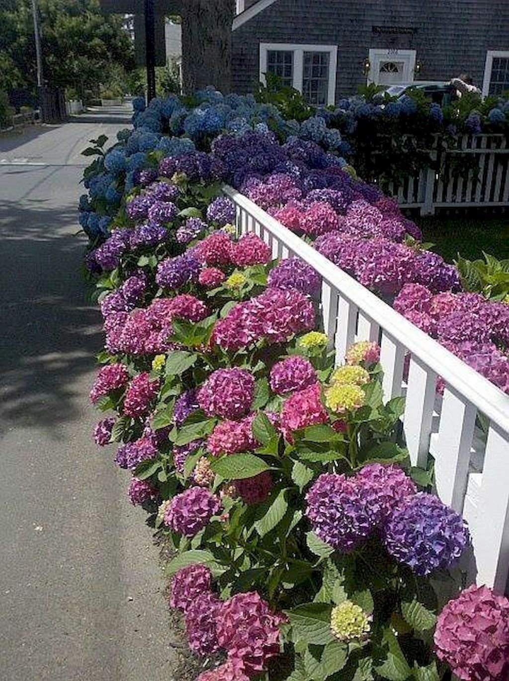 Клумбы с Крупнолистными гортензиями