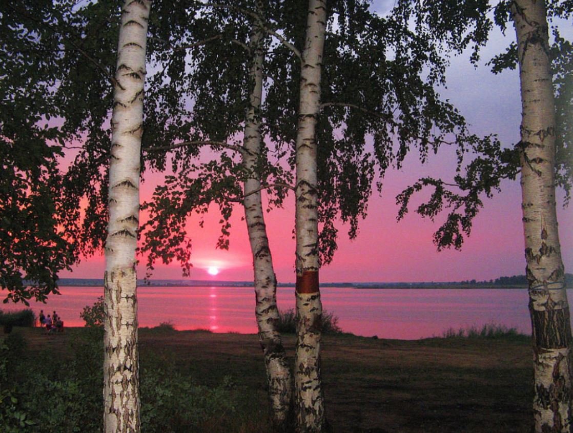 Рассвет березы