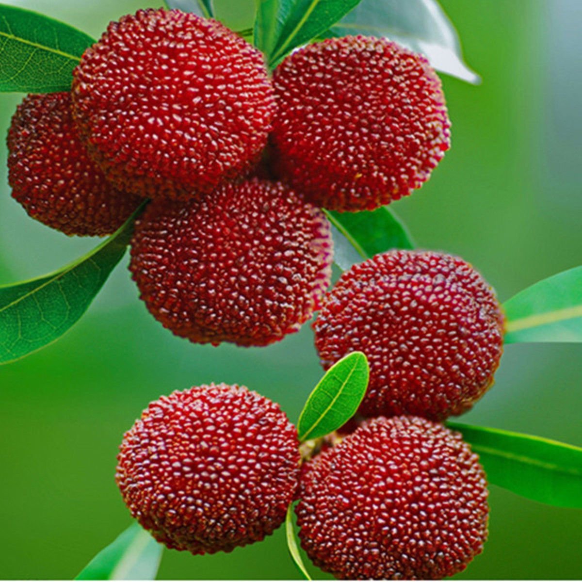 Восковница (Myrica)