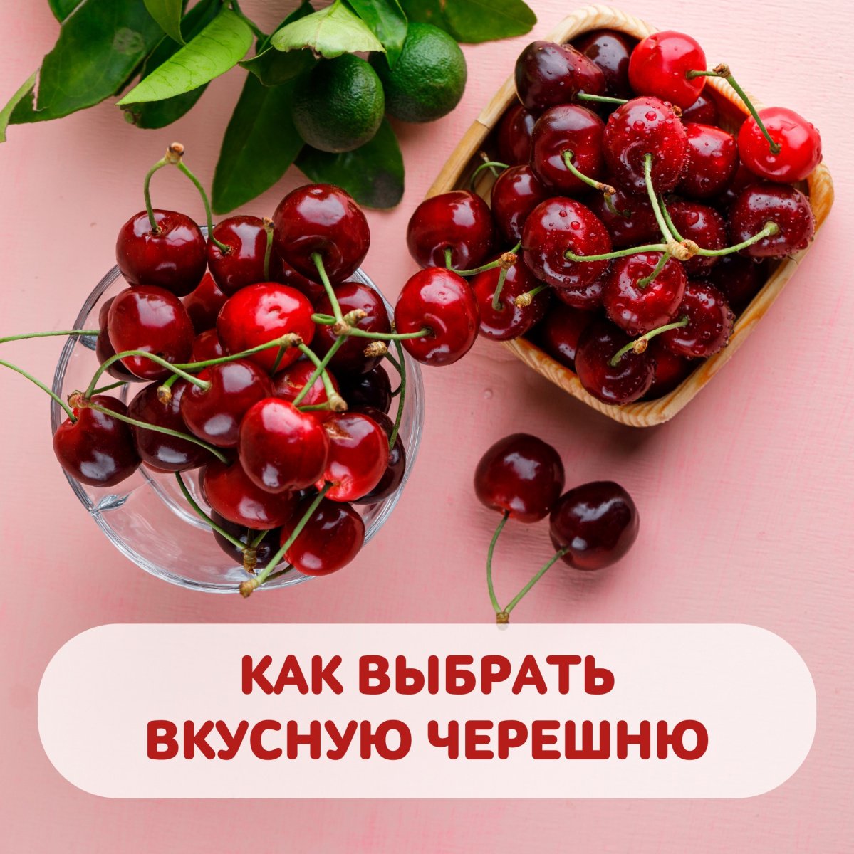 День черешни