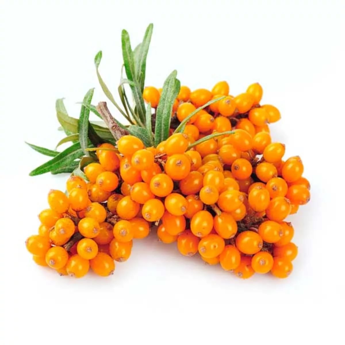 Sea Buckthorn