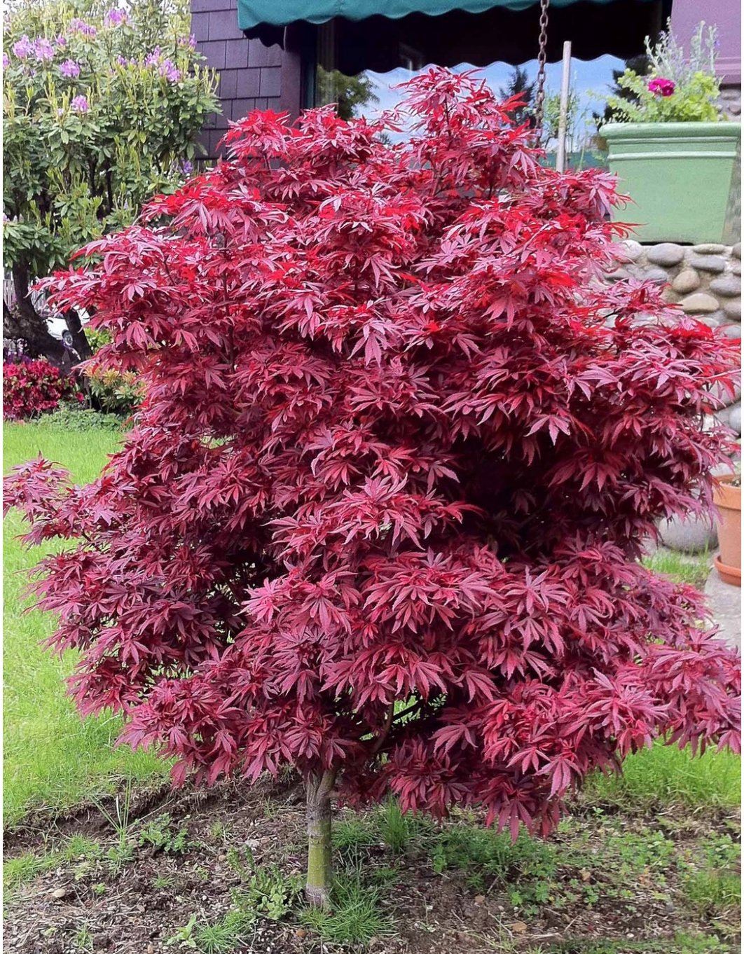 Клен дланевидный Acer palmatum