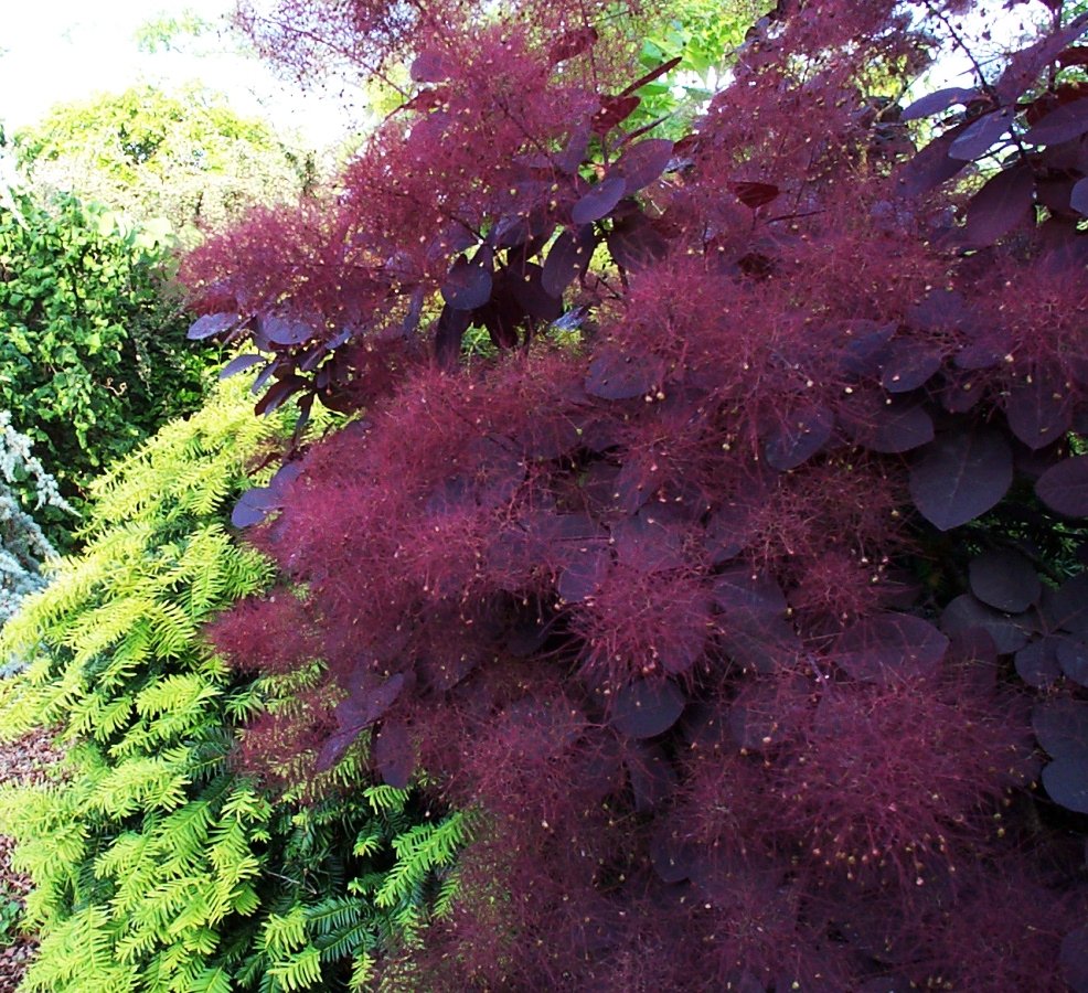 Скумпия Кожевенная Royal Purple