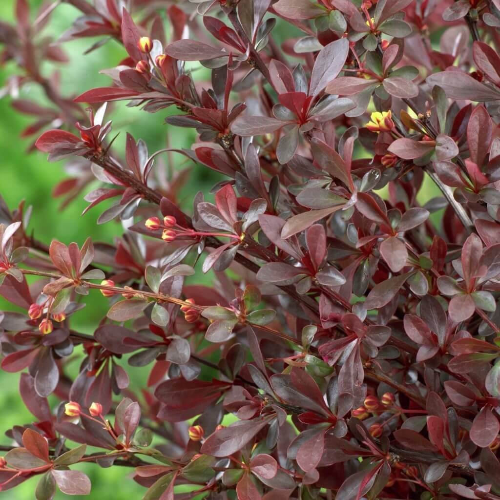 Барбарис Тунберга (Berberis thunbergii Atropurpurea)