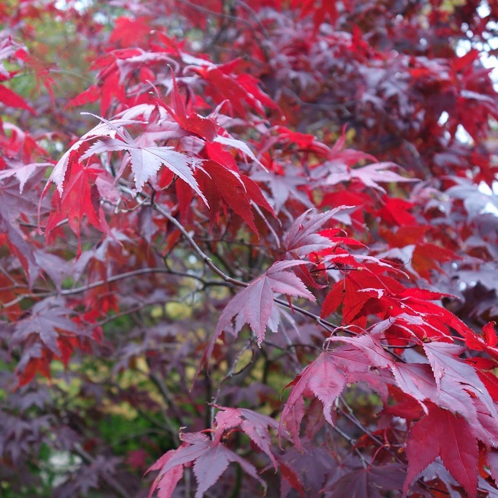 Веерный клен Атропурпуреум (Acer palmatum Atropurpureum)