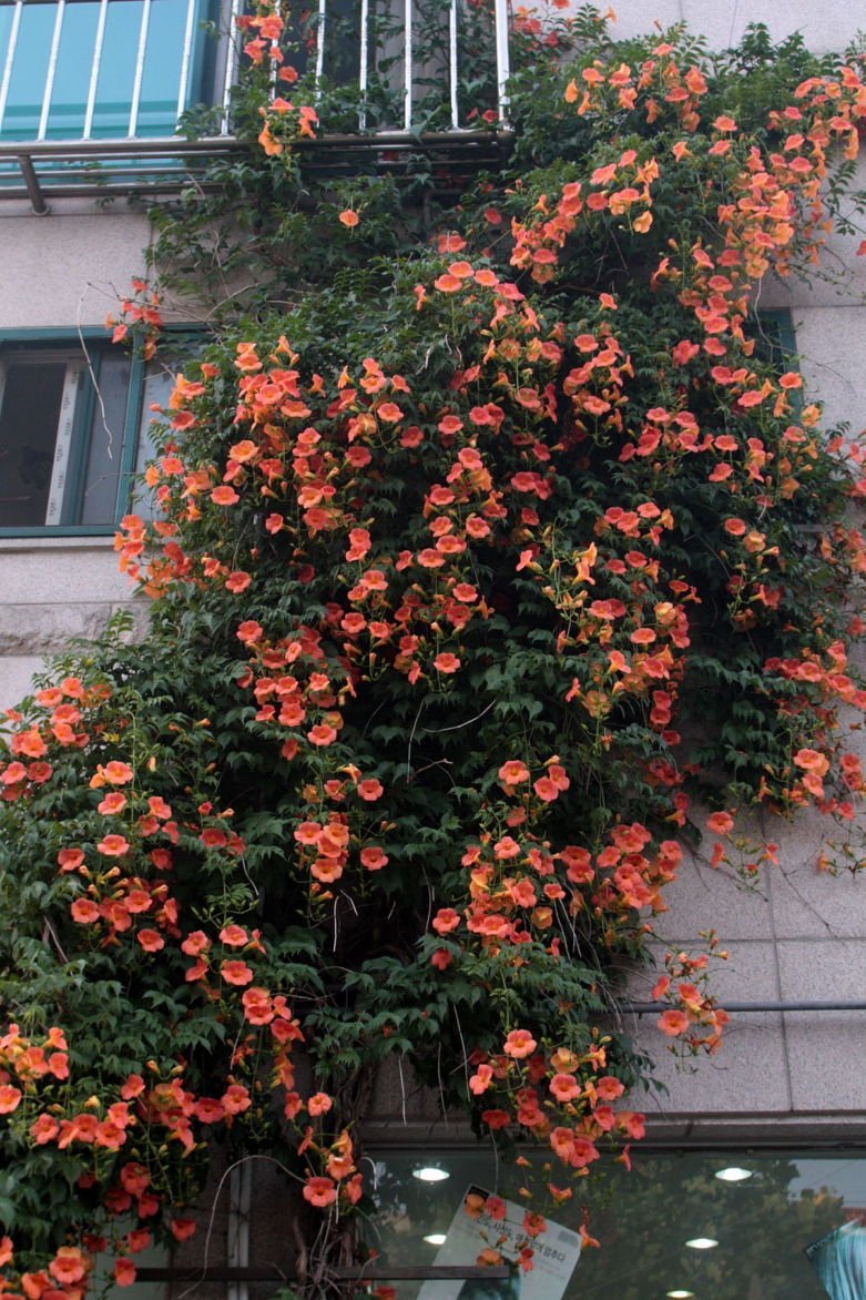 Кампсис Лиана