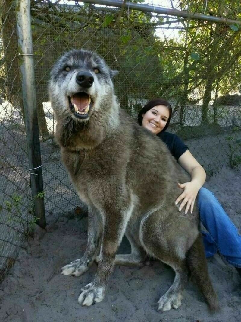 Волкособ Юки