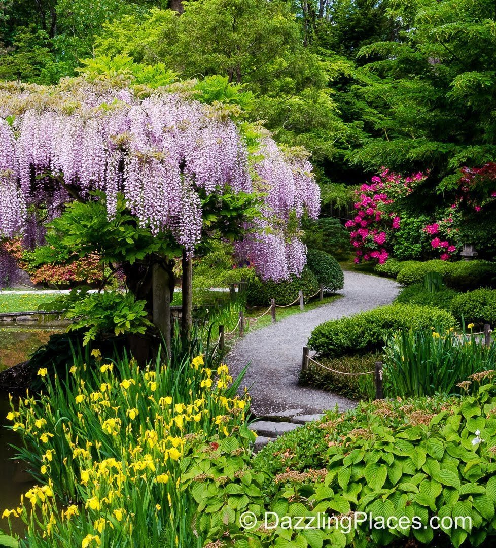 Вашингтонский парк Арборетум Japanese Garden