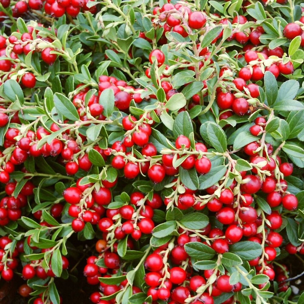 Vaccinium Vitis-idaea (брусника) "Koralle"