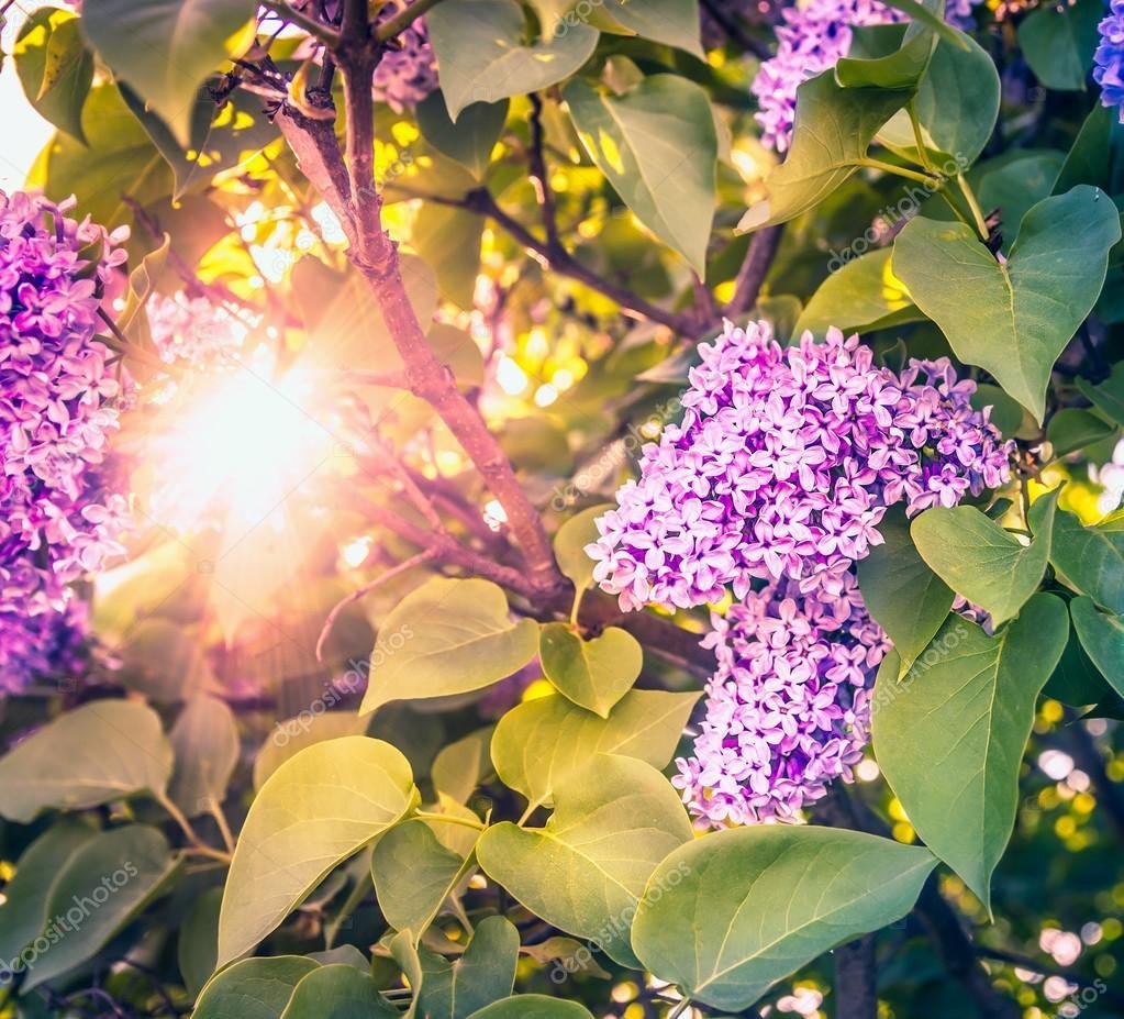 Сирень ночью