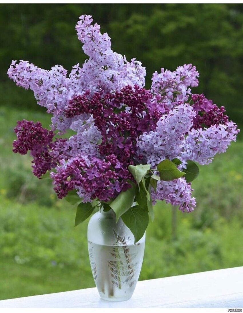 Сирень Молли Энн