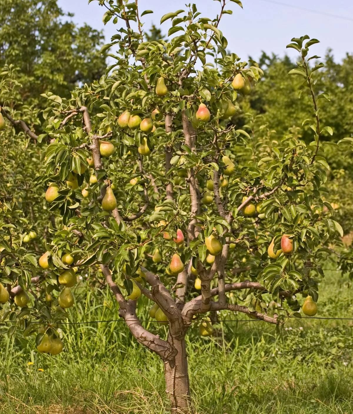 Груша августовска раса