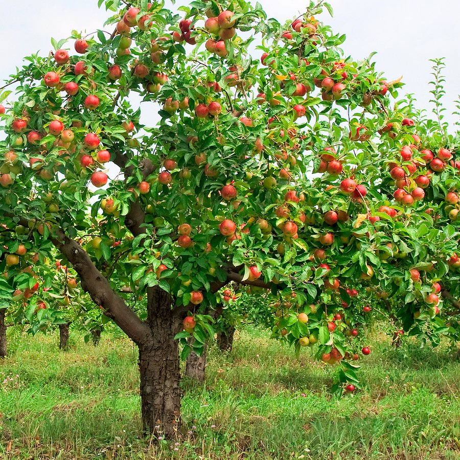 Шпалерная яблоня Орлинка