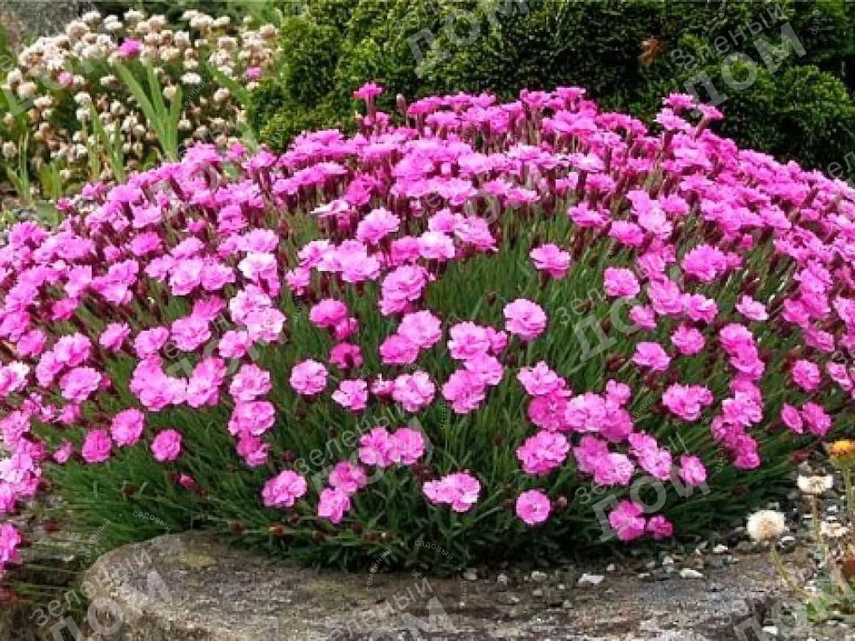 Гвоздика сизая Dianthus gratianopolitanus