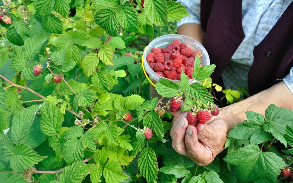Малина Виламет
