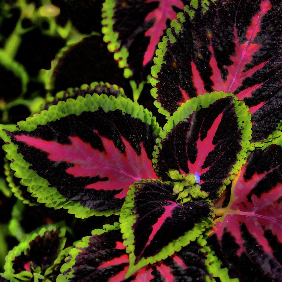 Колеус Coleus Juliet Quartermain