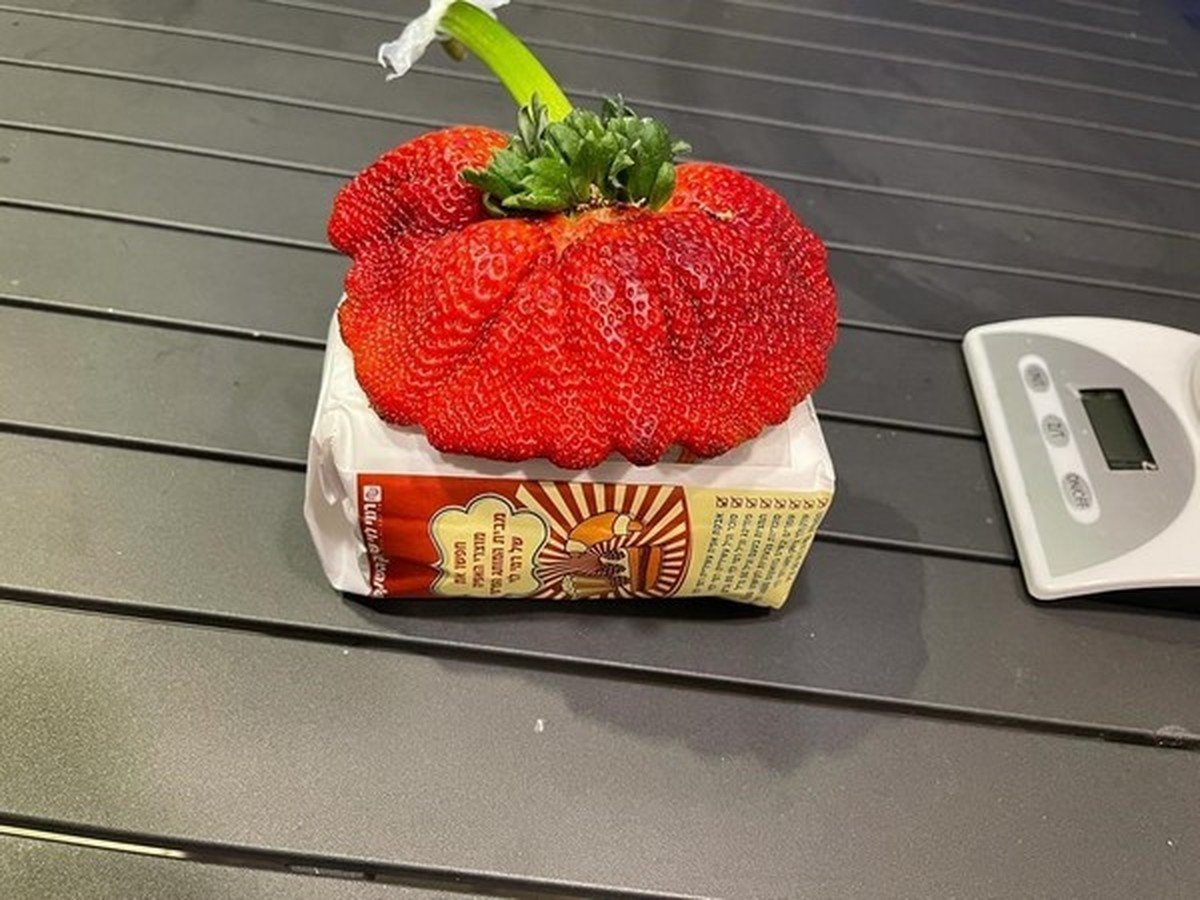 Самая большая ягода мира