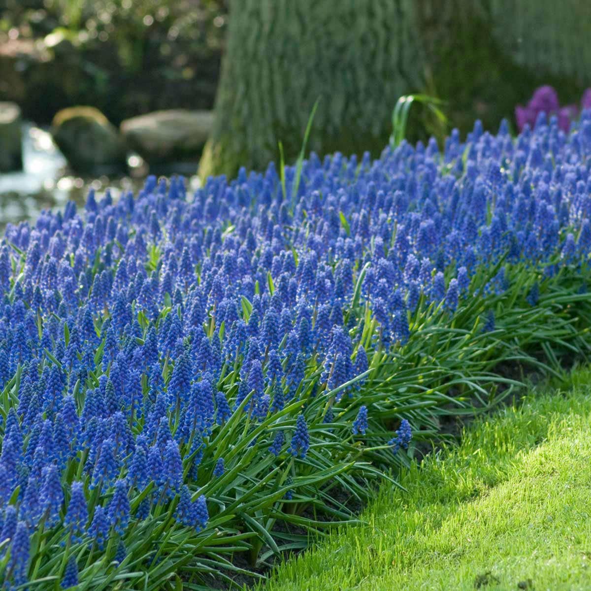 Мускари армянский Muscari armeniacum