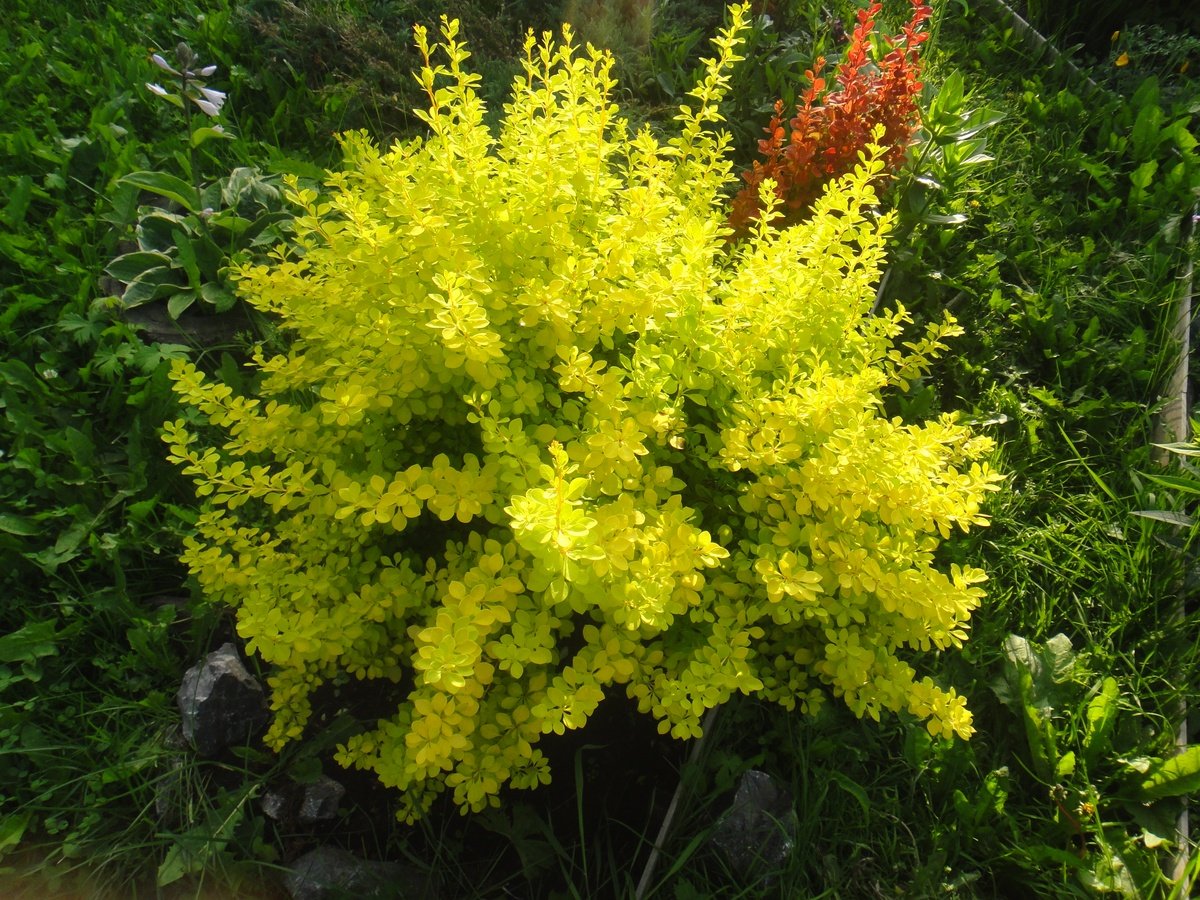 Барбарис Тунберга Aurea