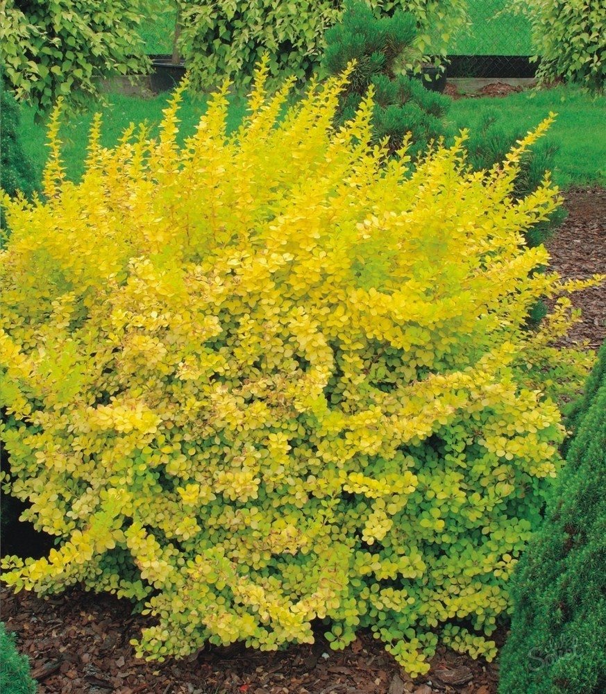 Барбарис Тунберга Ауреа Berberis thunbergii Aurea