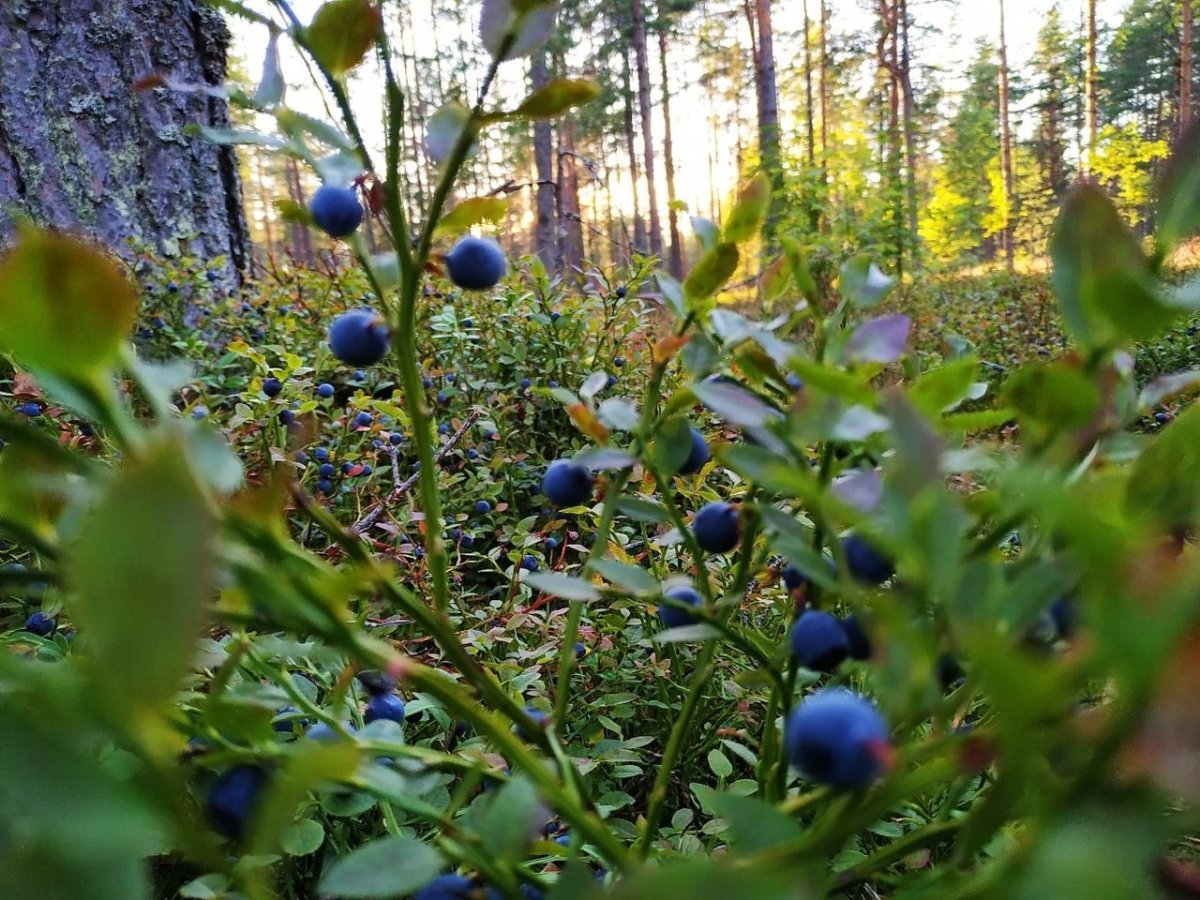 Черника Мурманск