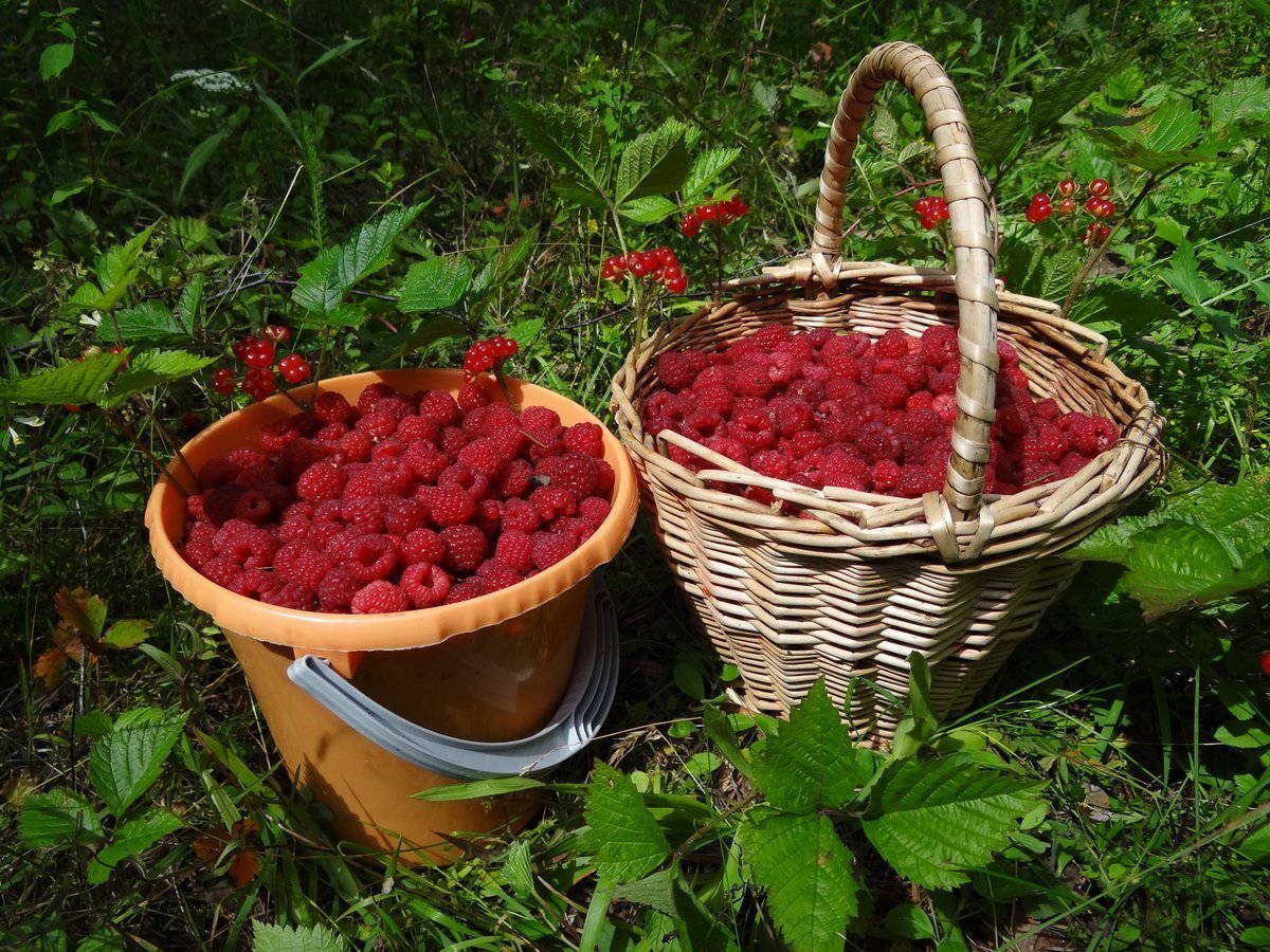 Малина Лесная