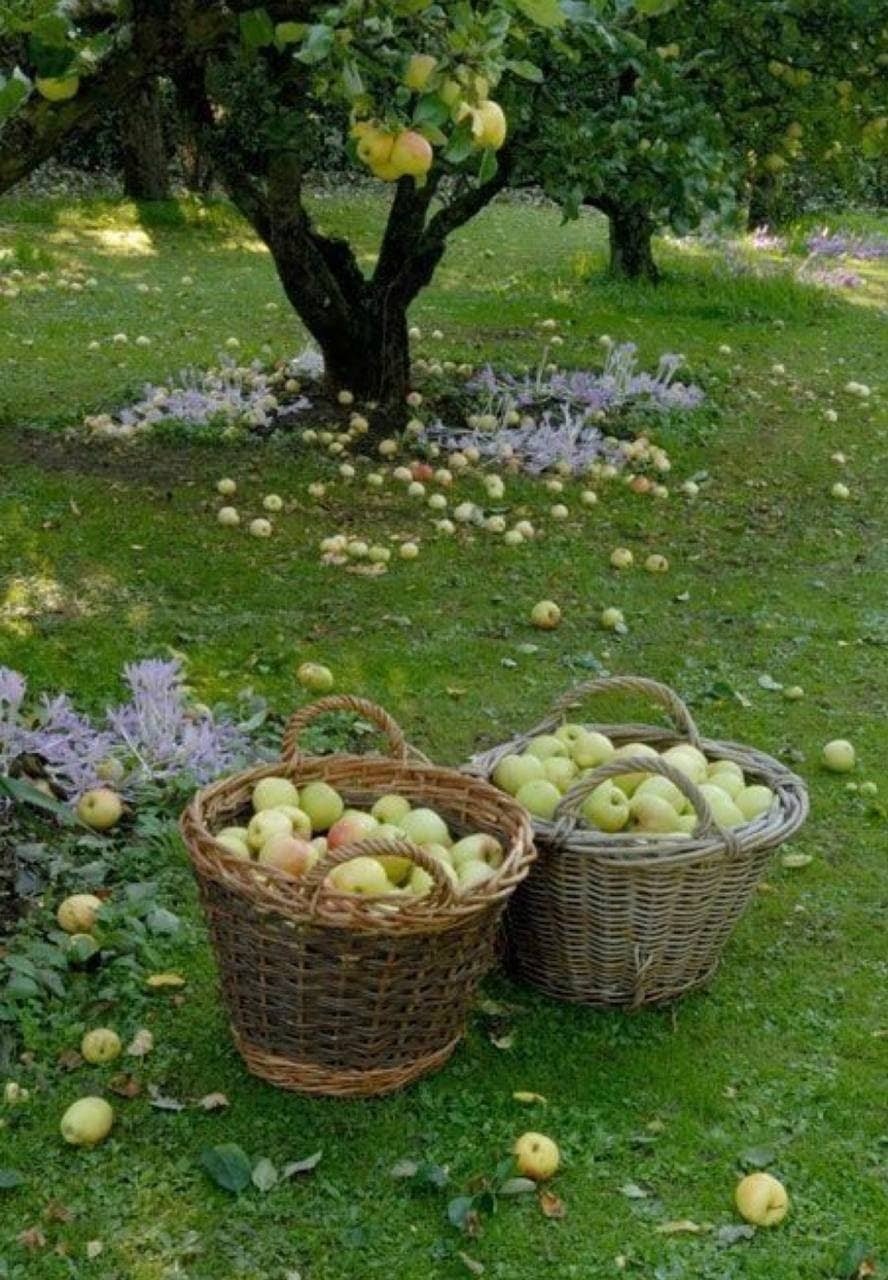 Плодовый сад