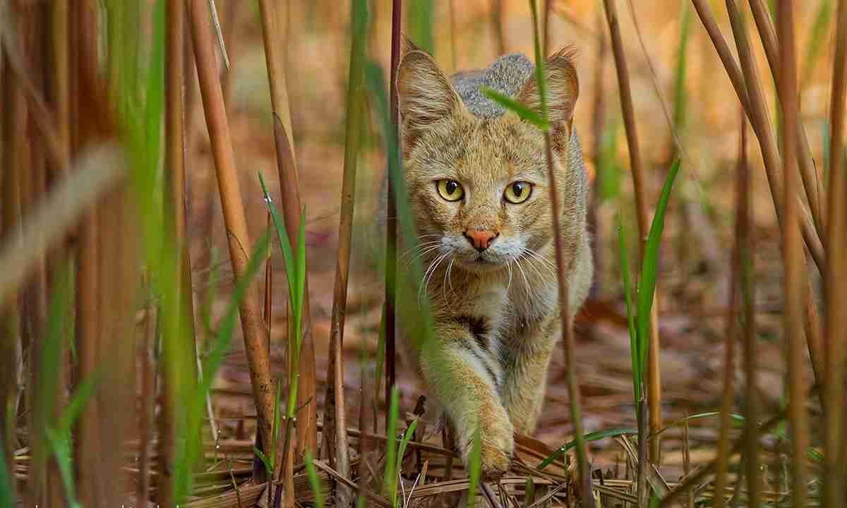 Камышовый кот