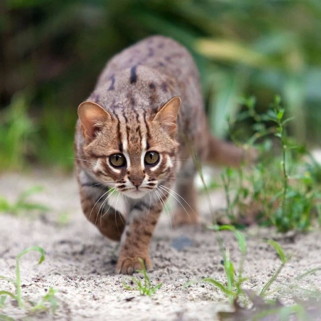 Рыжая пятнистая кошка Prionailurus rubiginosus