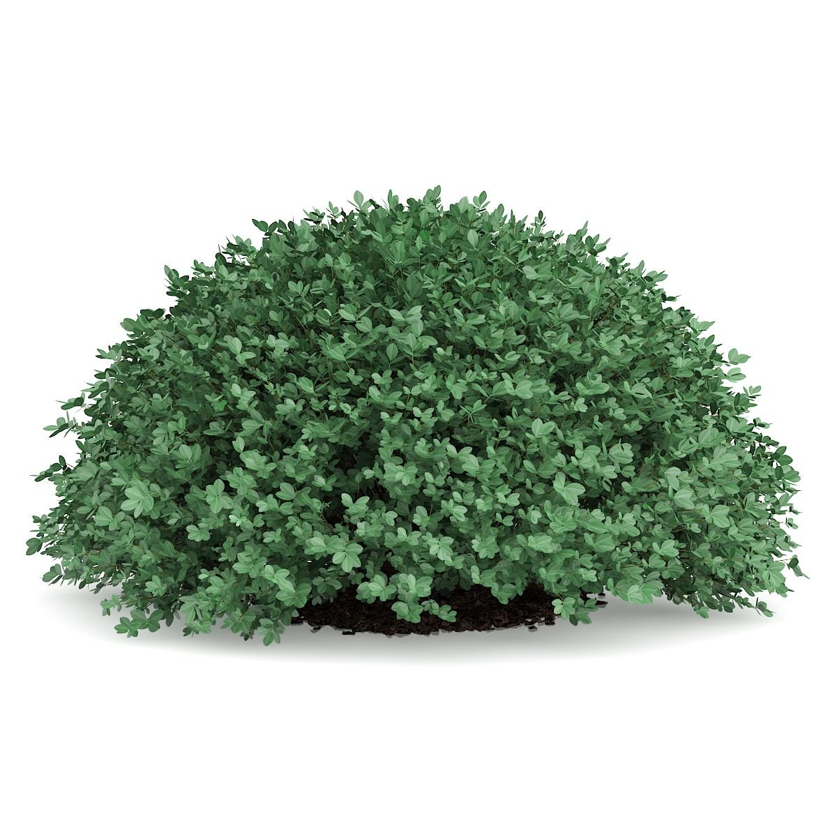Boxwood 3d model