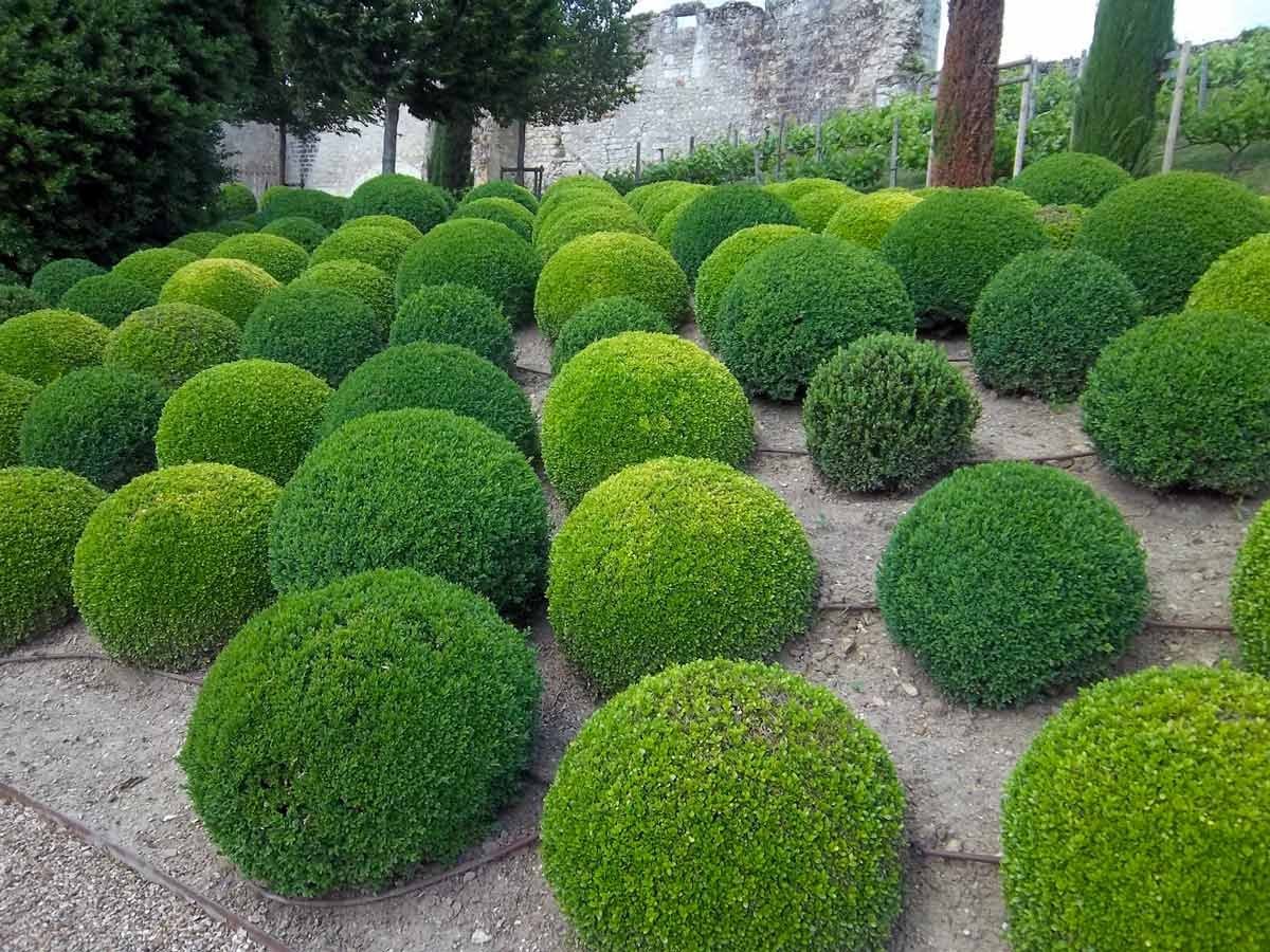 Круглый кустарник для сада