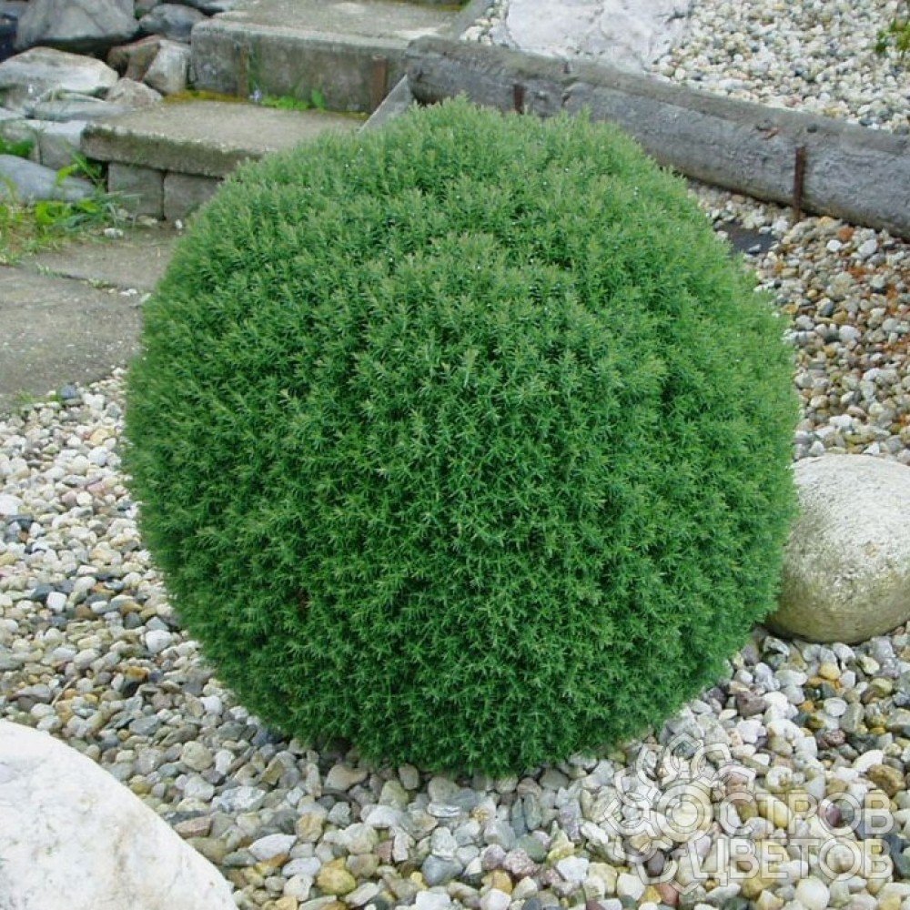 Круглый кустарник для сада