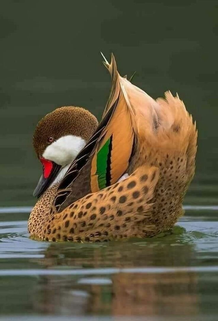 Красивые животные и птицы