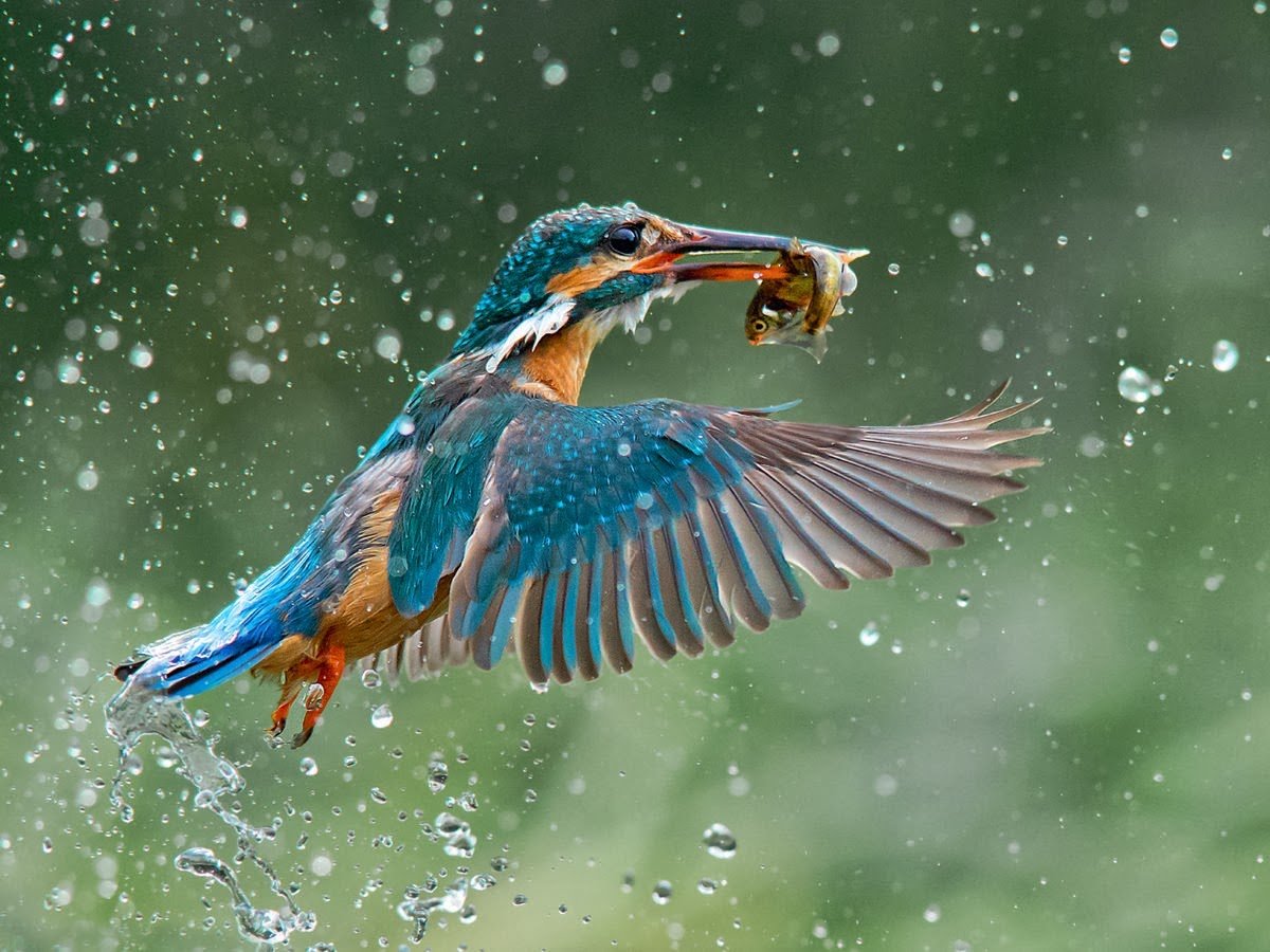 Зимородок National Geographic