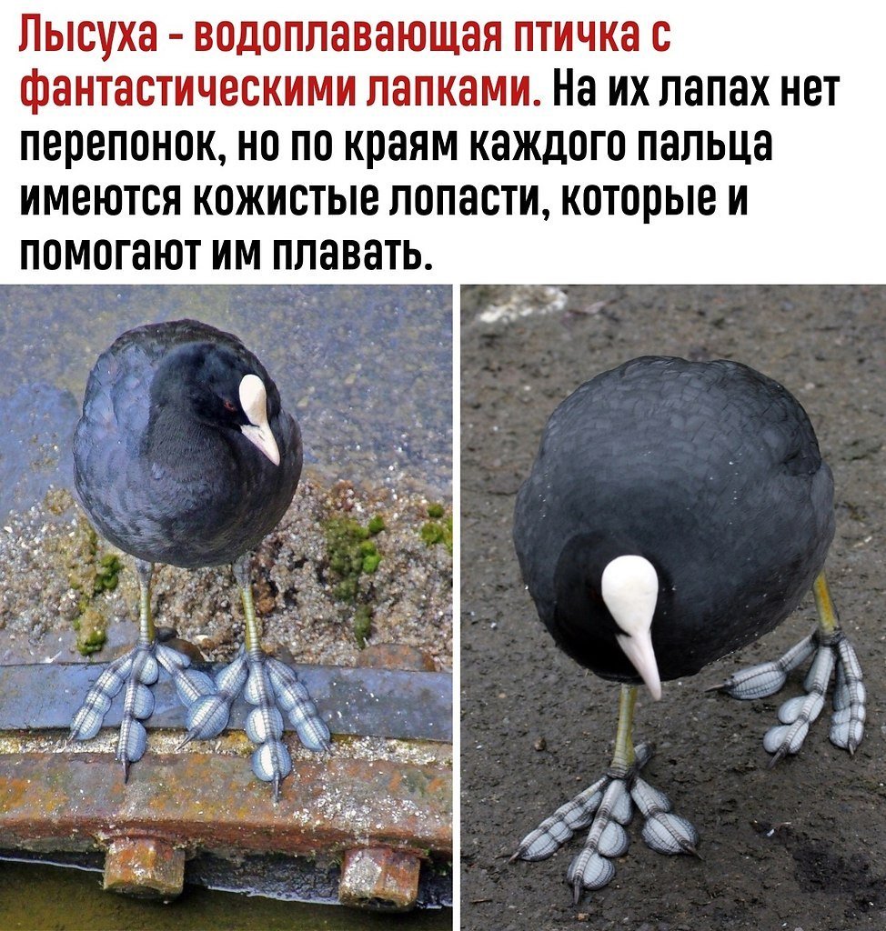 Птица Алекс