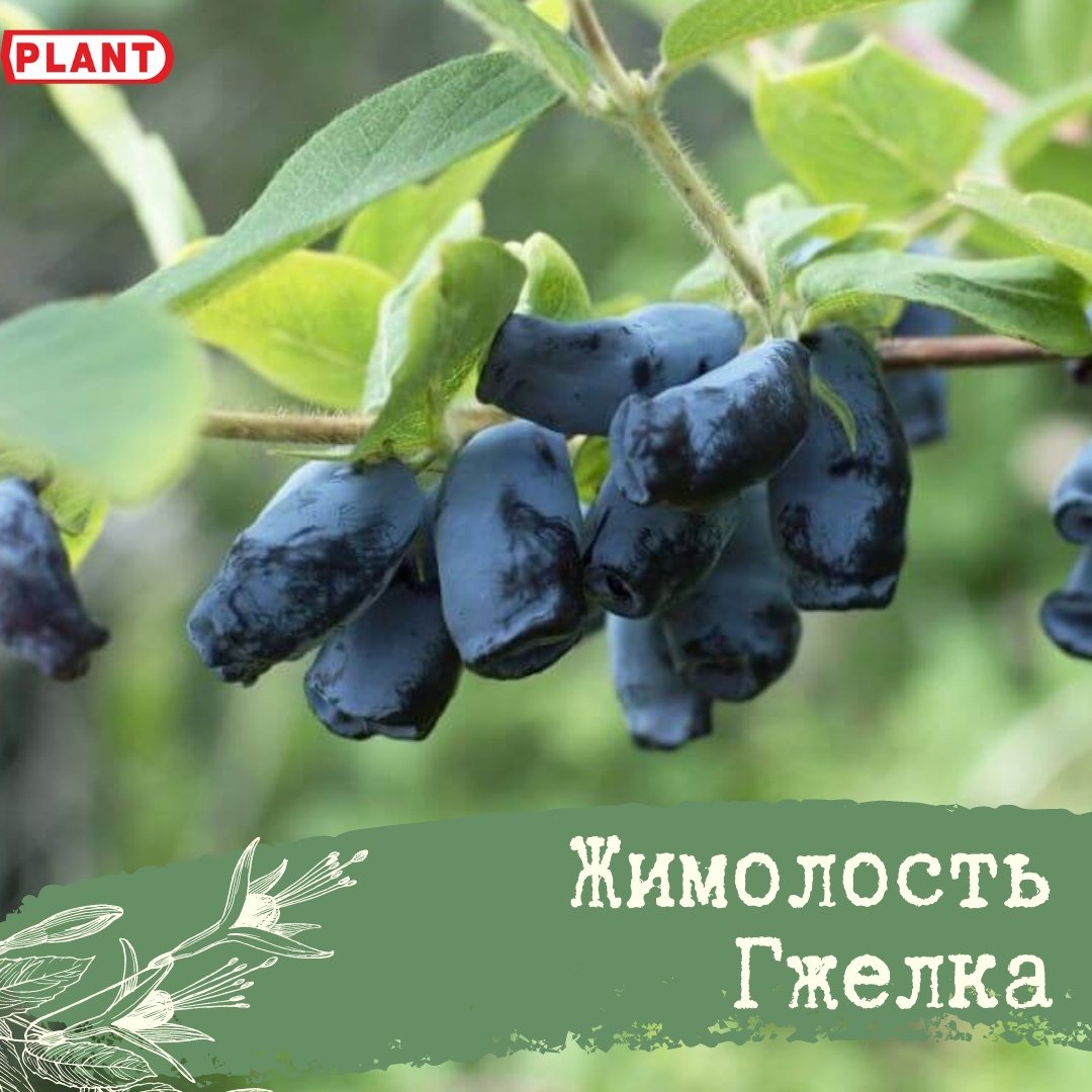 Ягода черная продолговатая жимолость