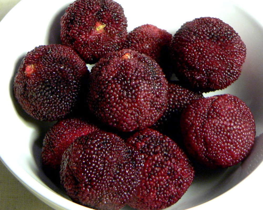 Myrica rubra фрукт