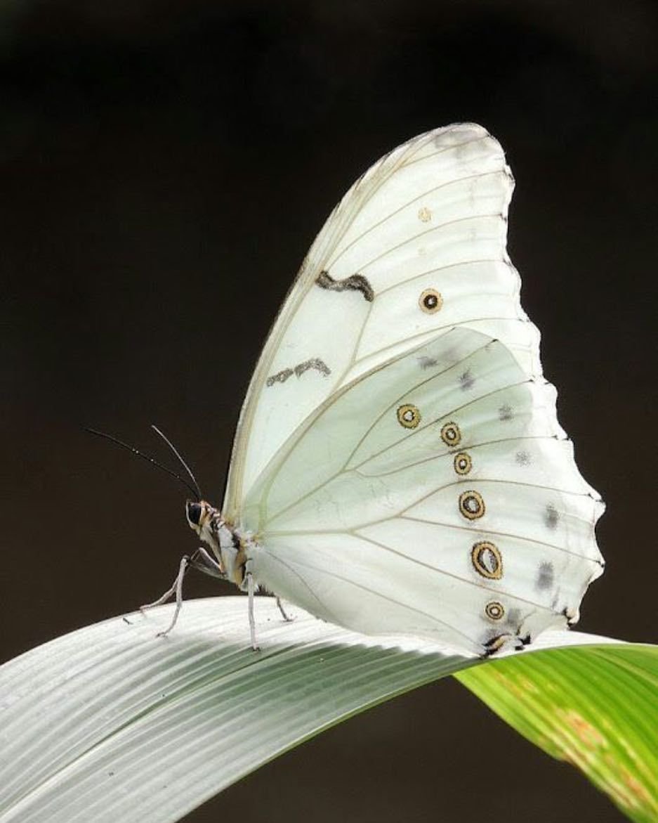 Morpho Polyphemus (Морфо Полифем)