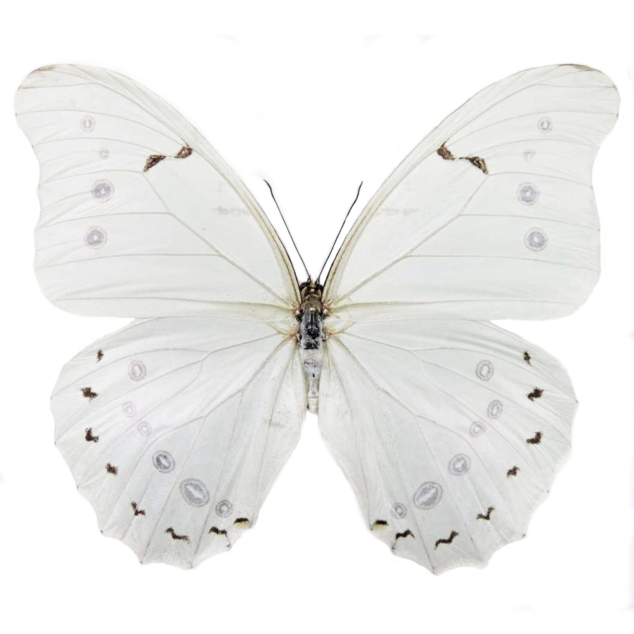 Morpho Polyphemus бабочка